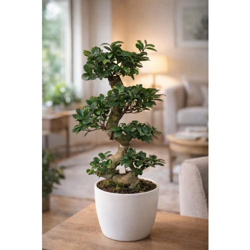 Bonsai Ficus